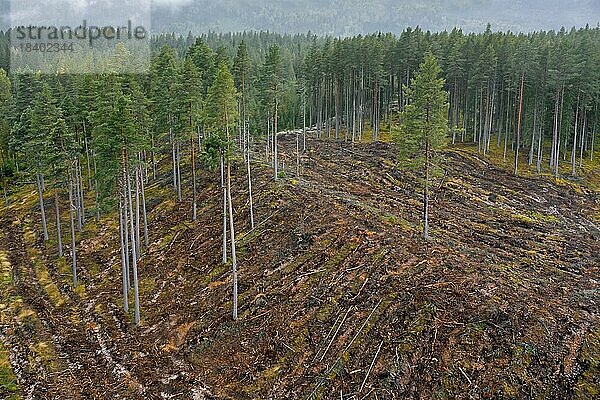Luftaufnahme über ein schwedisches Kahlschlaggebiet  Kahlschlag ist ein forstwirtschaftliches Verfahren  bei dem alle Bäume gefällt werden  Dalarna  Schweden  Europa