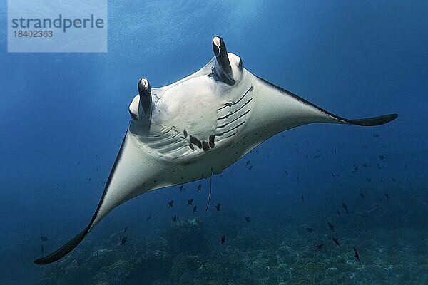 Riffmantarochen (Mobula alfredi)  frontal  von vorne  schwimmt über Korallenriff  Sawusee  Pazifik  Nationalpark Komodo  UNESCO Weltnaturerbe  Kleine Sundainseln  Provinz Ost-Nusa Tenggara  Insel Komodo  Indonesien  Asien