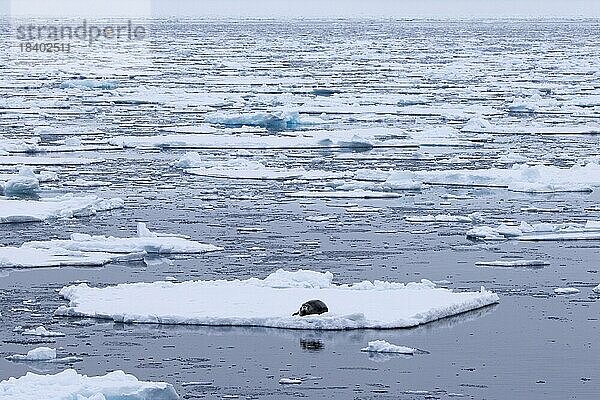 Bartrobbe (Erignathus barbatus) ruhend auf einer Eisscholle an der Küste von Svalbard  Spitzbergen