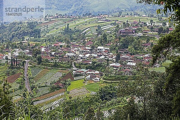 Dorf  umgeben von terrassierten Zwiebelfeldern an den Hängen des Berges Lawu  Gunung Lawu bei Solo  Surakarta  Zentraljava  Indonesien  Asien