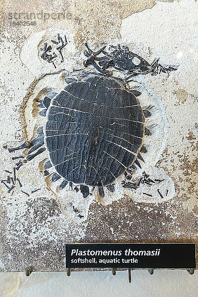 Kemmerer  Wyoming  Fossil Butte National Monument. Das Fossil einer Softshell Wasserschildkröte (Plastomenus thomasii) gehört zu den Fossilien  die im Besucherzentrum ausgestellt sind. Aus dem Fossil Lake  der das Gebiet vor 52 Millionen Jahren bedeckte  wurden zahlreiche Fossilien von Fischen und anderen Pflanzen und Tieren geborgen