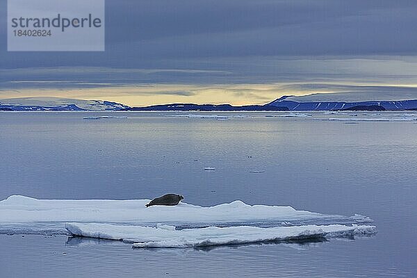 Bartrobbe (Erignathus barbatus)  Quadratflossenrobbe ruhend auf einer Eisscholle im Arktischen Ozean bei Svalbard  Spitzbergen  Norwegen  Europa