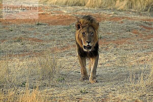 Löwe (Panthera leo)  adult  männlich  pirschend  laufend  wachsam  Tswalu Game Reserve  Kalahari  Nordkap  Südafrika