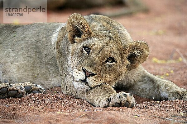 Löwe (Panthera leo)  Jungtier  wachsam  ruhend  Portrait  Tswalu Game Reserve  Kalahari  Nordkap  Südafrika