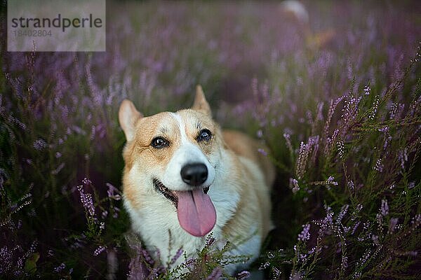 Pembroke Welsh Corgi Hund sitzt auf einer blühenden Heidekrautwiese. Glücklicher Hund  Polen  Europa