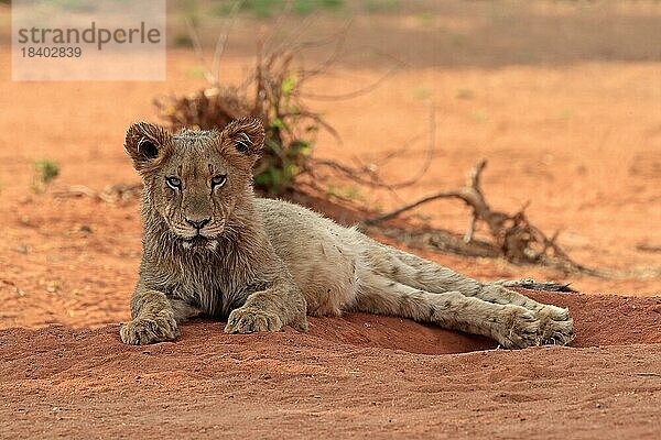 Löwe (Panthera leo)  Jungtier  ruhend  wachsam  Tswalu Game Reserve  Kalahari  Nordkap  Südafrika