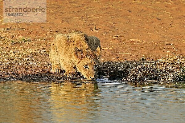 Löwe (Panthera leo)  Jungtier  am Wasser  trinkend  Tswalu Game Reserve  Kalahari  Nordkap  Südafrika