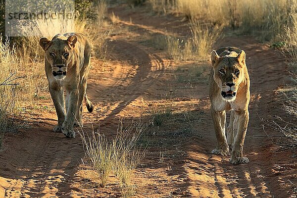 Löwe (Panthera leo)  adult  weiblich  zwei  wachsam  laufend  Tswalu Game Reserve  Kalahari  Nordkap  Südafrika