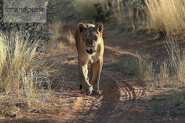 Löwe (Panthera leo)  adult  weiblich  wachsam  laufend  Tswalu Game Reserve  Kalahari  Nordkap  Südafrika