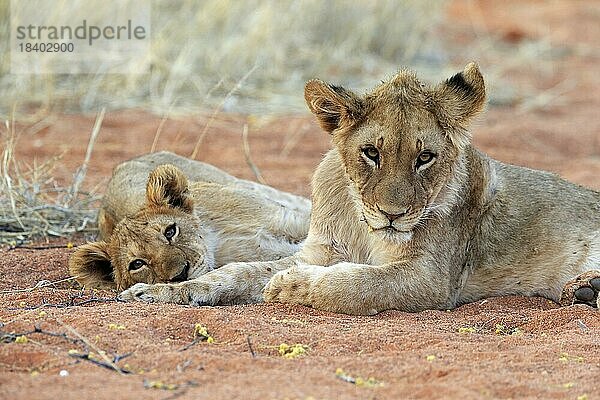 Löwe (Panthera leo)  zwei Jungtiere  wachsam  ruhend  Geschwister  Tswalu Game Reserve  Kalahari  Nordkap  Südafrika