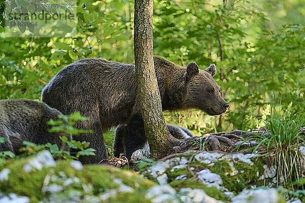 Europäischer Braunbär (Ursus arctos)  wachsam  Wald  Sommer  Slowenien  Europa