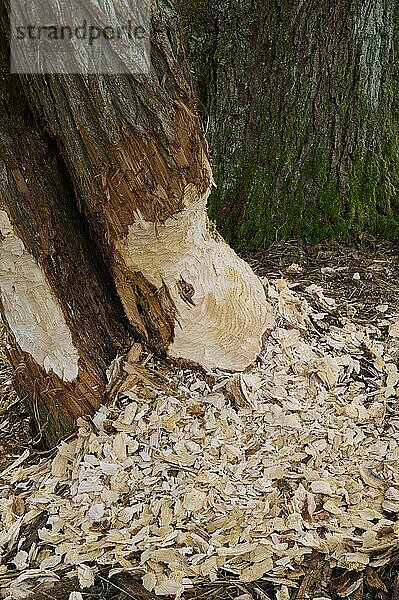 Biber (Castor fiber) Fraßspuren an Baum  Odenwald  Bayern  Deutschland  Europa