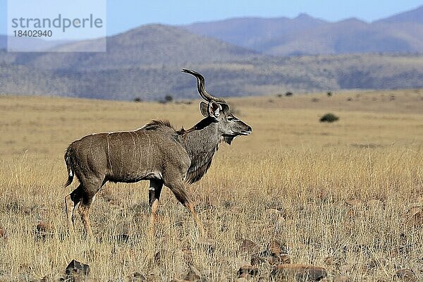 Sambesi Großkudu (Strepsiceros zambesiensis)  Großer Kudu  adult  männlich  Tswalu Game Reserve  Kalahari  Nordkap  Südafrika