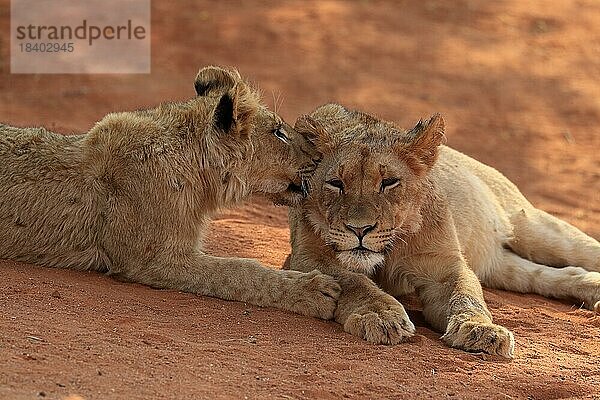 Löwe (Panthera leo)  zwei Jungtiere  Sozialverhalten  Geschwister  Tswalu Game Reserve  Kalahari  Nordkap  Südafrika
