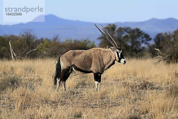 Spießbock (Oryx gazella)  Südafrikanischer Spießbock  adult  Nahrungßuche  Mountain Zebra Nationalpark  Ostkap  Südafrika