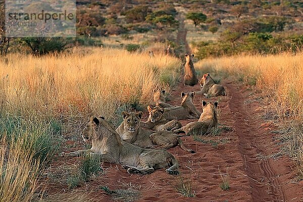 Löwe (Panthera leo)  adult  weiblich  Gruppe  wachsam  ruhend  Tswalu Game Reserve  Kalahari  Nordkap  Südafrika