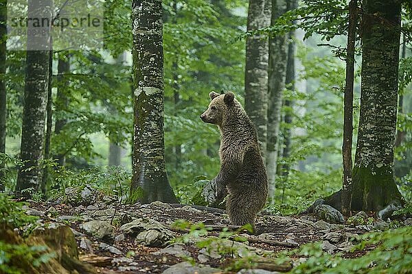 Europäischer Braunbär (Ursus arctos)  wachsam  steht  Wald  Sommer  Slowenien  Europa