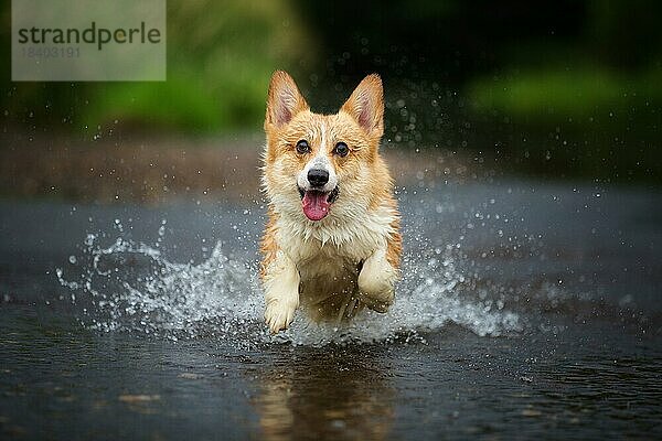 Corgi Hund läuft auf dem Wasser im Fluss und fängt einen Stock. Sommer  Polen  Europa