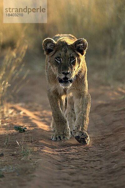 Löwe (Panthera leo)  adult  weiblich  wachsam  laufend  Tswalu Game Reserve  Kalahari  Nordkap  Südafrika