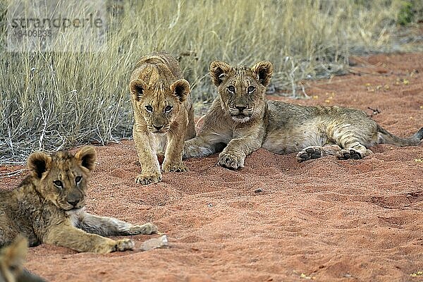 Löwe (Panthera leo)  drei Jungtiere  Geschwister  wachsam  Tswalu Game Reserve  Kalahari  Nordkap  Südafrika