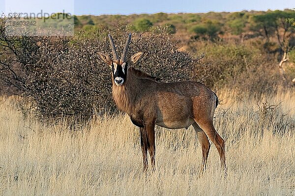 Pferdeantilope (Hippotragus equinus)  adult  wachsam  Tswalu Game Reserve  Kalahari  Nordkap  Südafrika