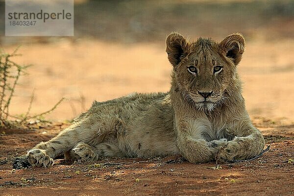 Löwe (Panthera leo)  Jungtier  wachsam  ruhend  Tswalu Game Reserve  Kalahari  Nordkap  Südafrika