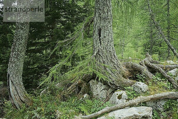Europäische Lärchen (Larix decidua) und Gemeine Fichten (Picea abies) in einem Bergwald mit Felsen und Geröll. Slowenien  Triglav-Nationalpark