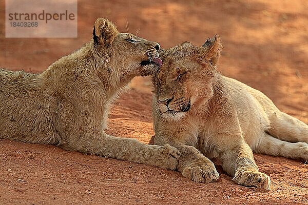 Löwe (Panthera leo)  zwei Jungtiere  Sozialverhalten  Geschwister  Tswalu Game Reserve  Kalahari  Nordkap  Südafrika