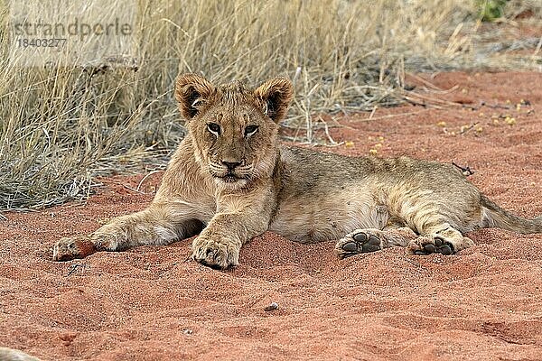 Löwe (Panthera leo)  Jungtier  ruhend  wachsam  Tswalu Game Reserve  Kalahari  Nordkap  Südafrika