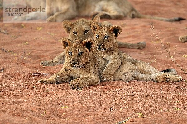 Löwe (Panthera leo)  drei Jungtiere  Geschwister  wachsam  Gruppe  Tswalu Game Reserve  Kalahari  Nordkap  Südafrika