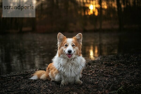 Corgi Pembroke Hund posiert für ein Foto im Frühlingswald. Im Wald