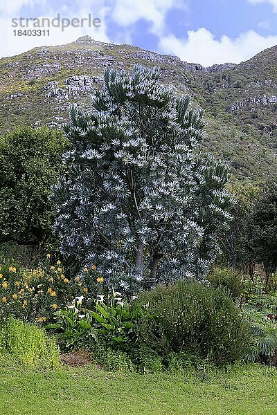 Silberbaum (Leucadendron argenteum)  Blüte  blühend  Kirstenbosch Botanischer Garten  Kapstadt  Südafrika