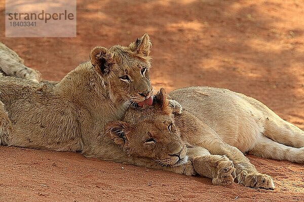 Löwe (Panthera leo)  zwei Jungtiere  Sozialverhalten  Geschwister  Tswalu Game Reserve  Kalahari  Nordkap  Südafrika