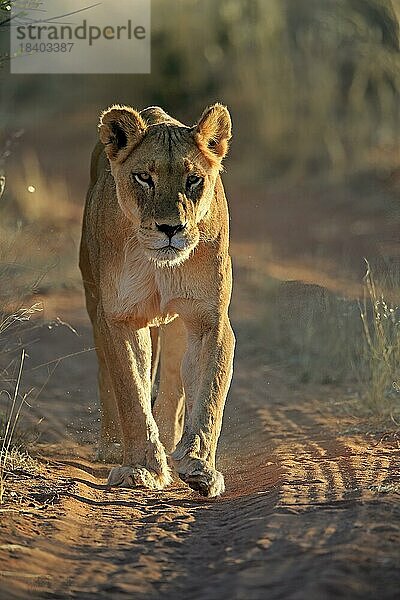 Löwe (Panthera leo)  adult  weiblich  wachsam  laufend  Tswalu Game Reserve  Kalahari  Nordkap  Südafrika