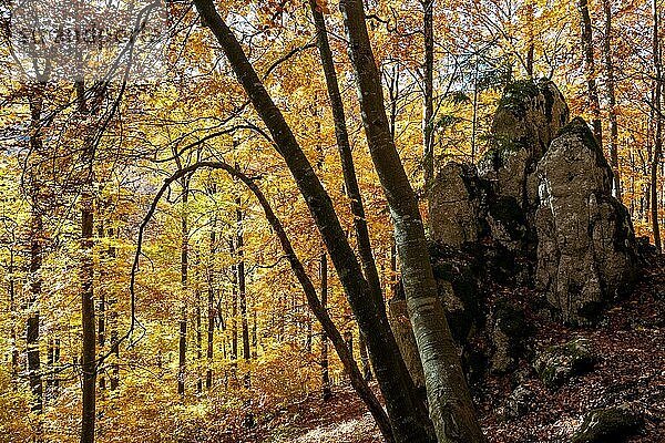 Felsformation  lichtdurchfluteter Herbstwald  Schwäbische Alb  Baden-Württemberg  Deutschland  Europa