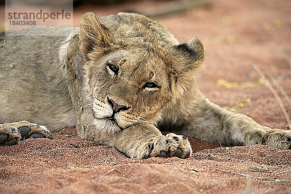 Löwe (Panthera leo)  Jungtier  wachsam  ruhend  Portrait  Tswalu Game Reserve  Kalahari  Nordkap  Südafrika