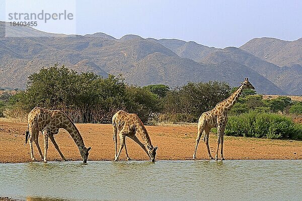 Kapgiraffe (Giraffa camelopardalis giraffa)  adult  am Wasser  trinkend  Wasserloch  Gruppe  Tswalu Game Reserve  Kalahari  Northern Cape  Südafrika
