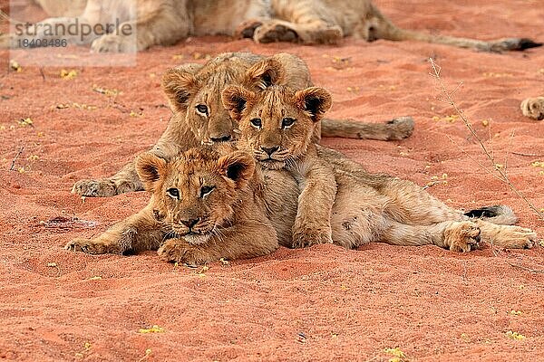 Löwe (Panthera leo)  drei Jungtiere  Geschwister  wachsam  Gruppe  Tswalu Game Reserve  Kalahari  Nordkap  Südafrika