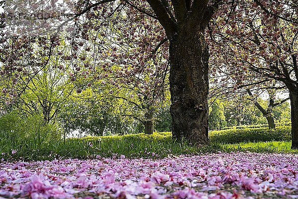 Landschaft im Frühling  rosa blühende Kirschbäume  auf dem Weg liegen Blütenblätter. Plankstadt  Baden-Württemberg  Deutschland  Europa