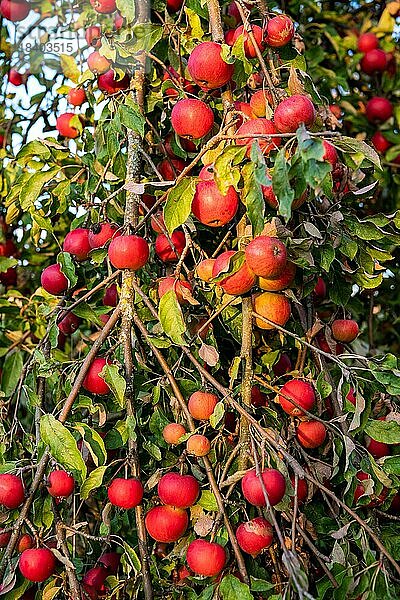 Erntereife rote Äpfel  Zweige  Apfelbaum  Hohenlohe  Baden-Württemberg  Deutschland  Europa