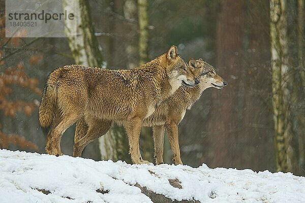 Wolf (Canis lupus)  adult  zwei Tiere  wachsam  Wald  Winter  captive  Deutschland  Europa