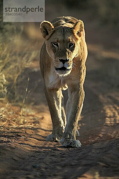 Löwe (Panthera leo)  adult  weiblich  wachsam  laufend  Tswalu Game Reserve  Kalahari  Nordkap  Südafrika