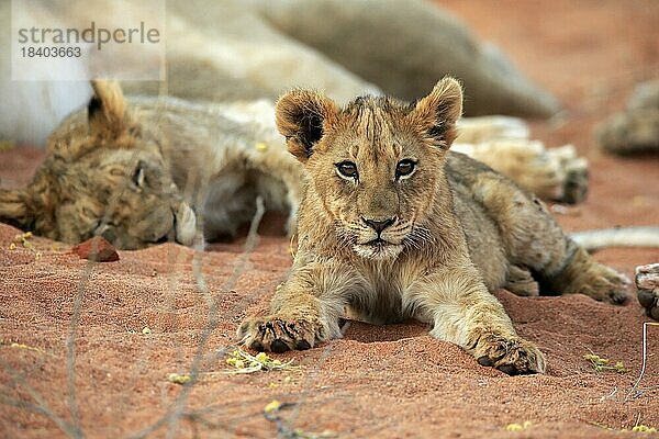 Löwe (Panthera leo)  Jungtier  ruhend  wachsam  Gruppe  Tswalu Game Reserve  Kalahari  Nordkap  Südafrika