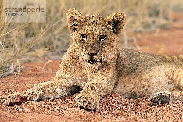 Löwe (Panthera leo)  Jungtier  wachsam  ruhend  Tswalu Game Reserve  Kalahari  Nordkap  Südafrika