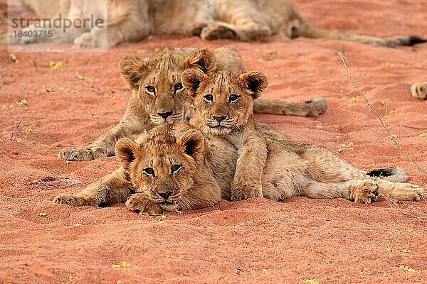 Löwe (Panthera leo)  drei Jungtiere  Geschwister  wachsam  Gruppe  Tswalu Game Reserve  Kalahari  Nordkap  Südafrika