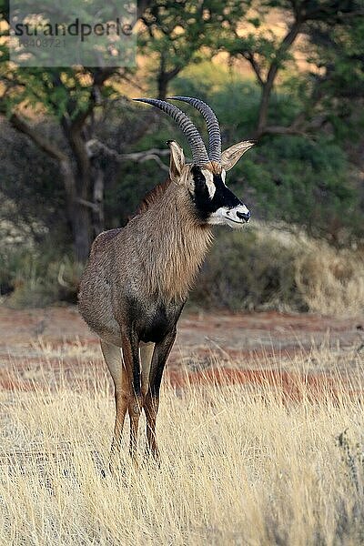 Pferdeantilope (Hippotragus equinus)  adult  wachsam  Tswalu Game Reserve  Kalahari  Nordkap  Südafrika