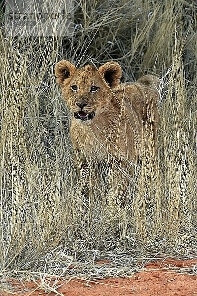 Löwe (Panthera leo)  Jungtier  wachsam  Tswalu Game Reserve  Kalahari  Nordkap  Südafrika