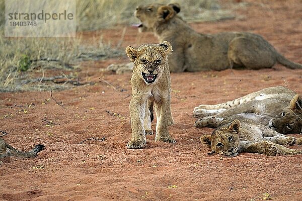 Löwe (Panthera leo)  Jungtiere  Gruppe  Geschwister  Tswalu Game Reserve  Kalahari  Nordkap  Südafrika