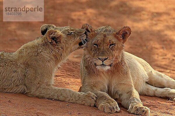 Löwe (Panthera leo)  zwei Jungtiere  Sozialverhalten  Geschwister  Tswalu Game Reserve  Kalahari  Nordkap  Südafrika