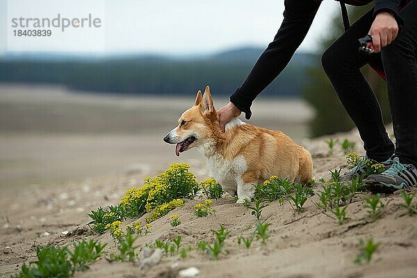 Der Besitzer bewacht den Hund  der auf dem Sand sitzt und in die Ferne schaut. Sommer